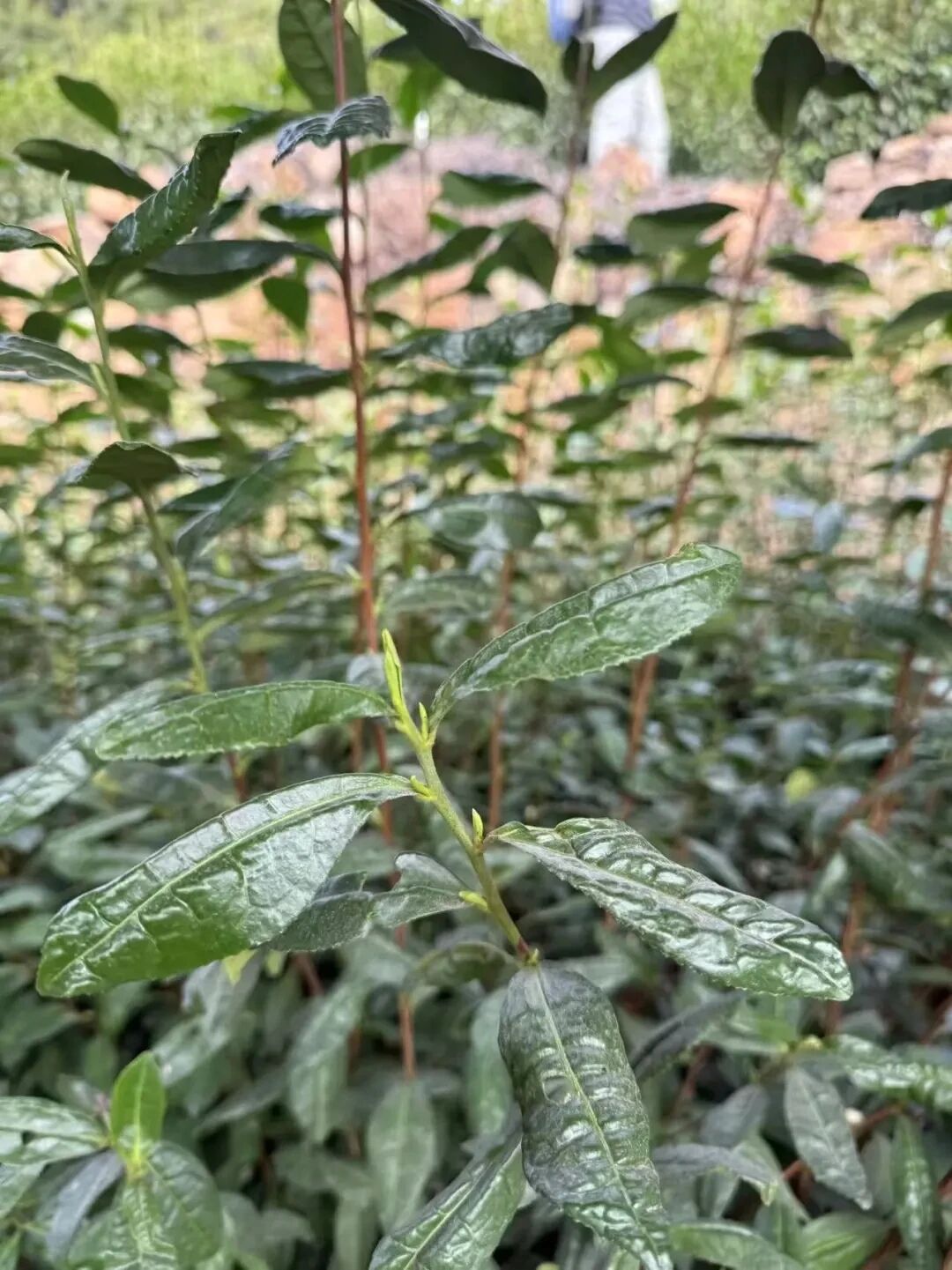 一杯碧螺春，饮尽江南春