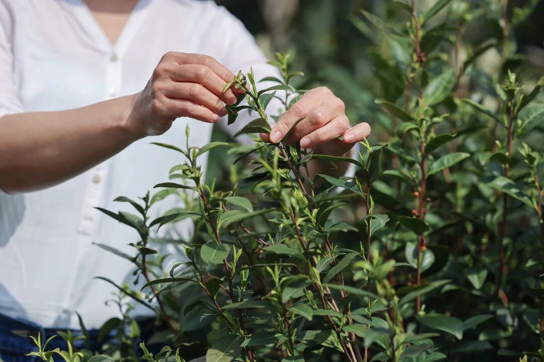 开采啦！循着茶香，赴一场春日之约~