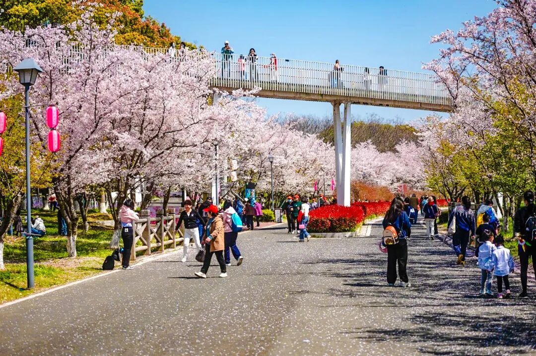 花期将至！跟着地图去赏樱~