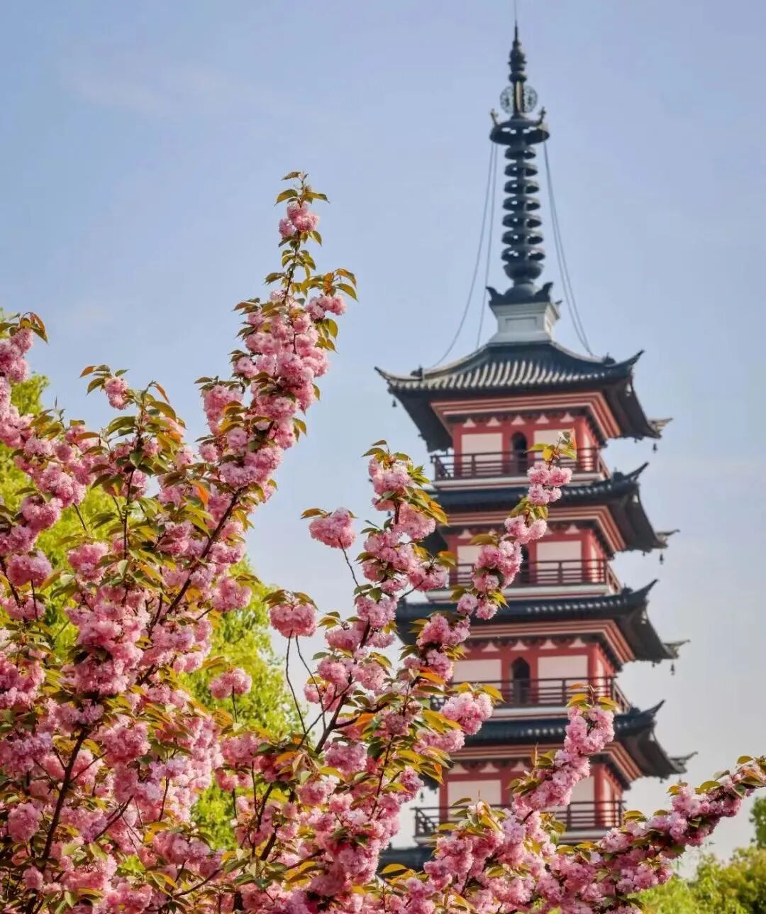 太湖赏樱・动感探春二日游