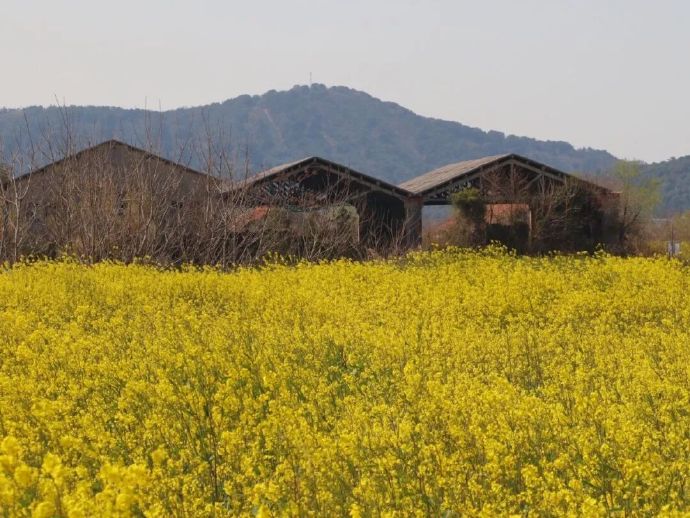 油菜花开，一起去撒个野~