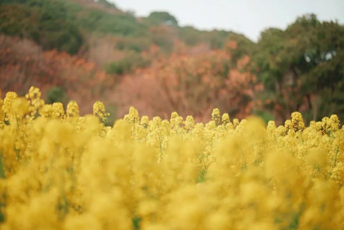 油菜花开，一起去撒个野~