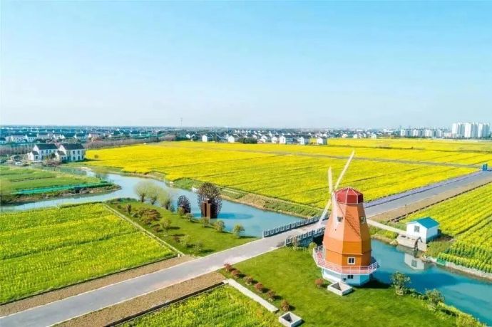 油菜花开，一起去撒个野~