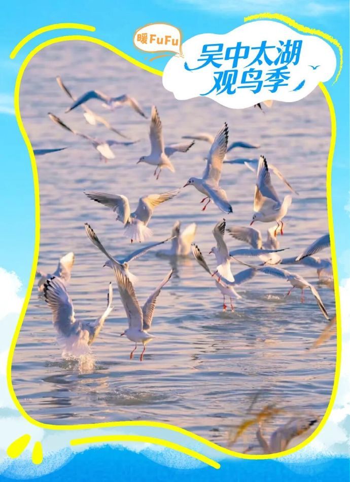 400万人次赴约!太湖观鸟季进入尾声~