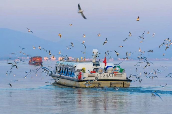 400万人次赴约!太湖观鸟季进入尾声~