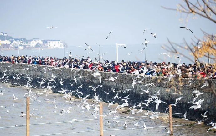 400万人次赴约!太湖观鸟季进入尾声~
