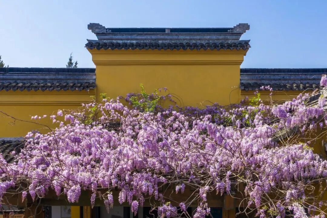 紫藤花海即将开爆