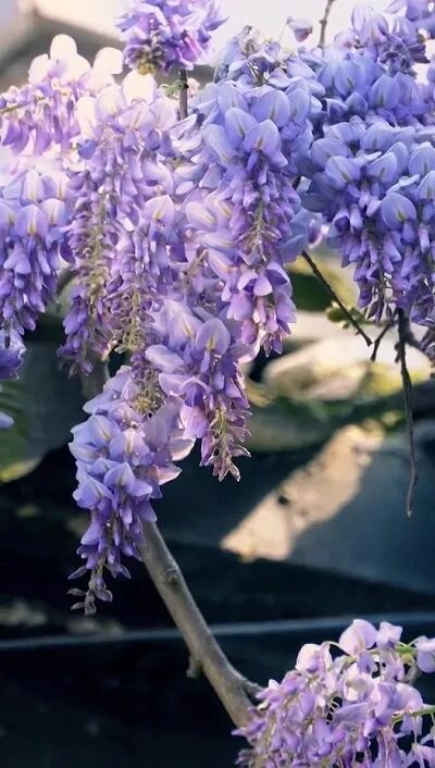 紫藤花海即将开爆