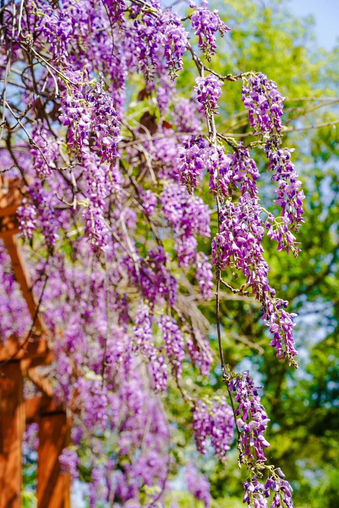 紫藤花海即将开爆