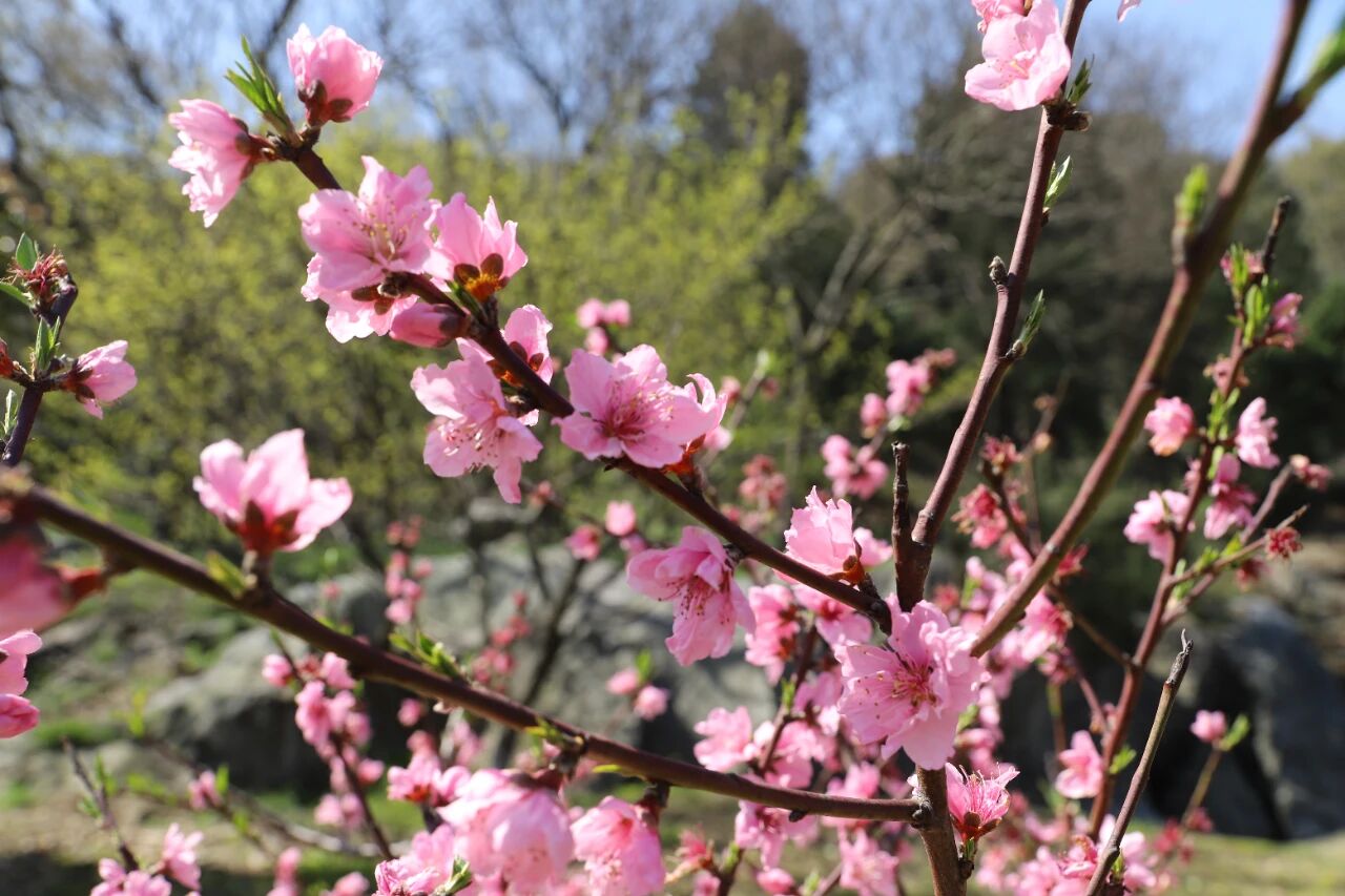 桃花地图上线，赏春不迷路~