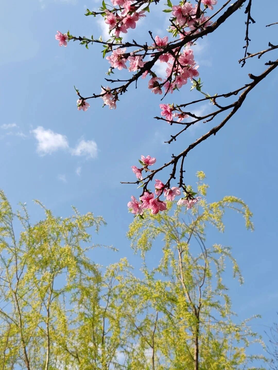 桃花地图上线，赏春不迷路~