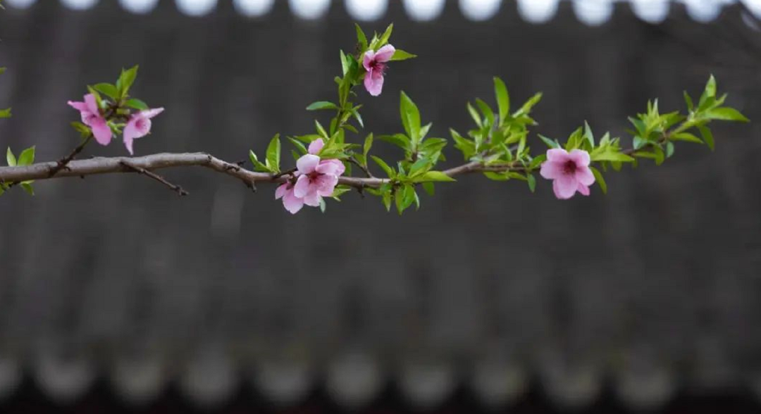 桃花地图上线，赏春不迷路~