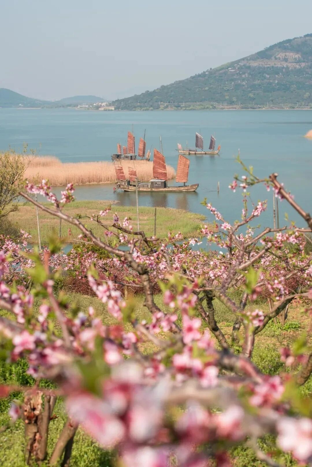 桃花地图上线，赏春不迷路~
