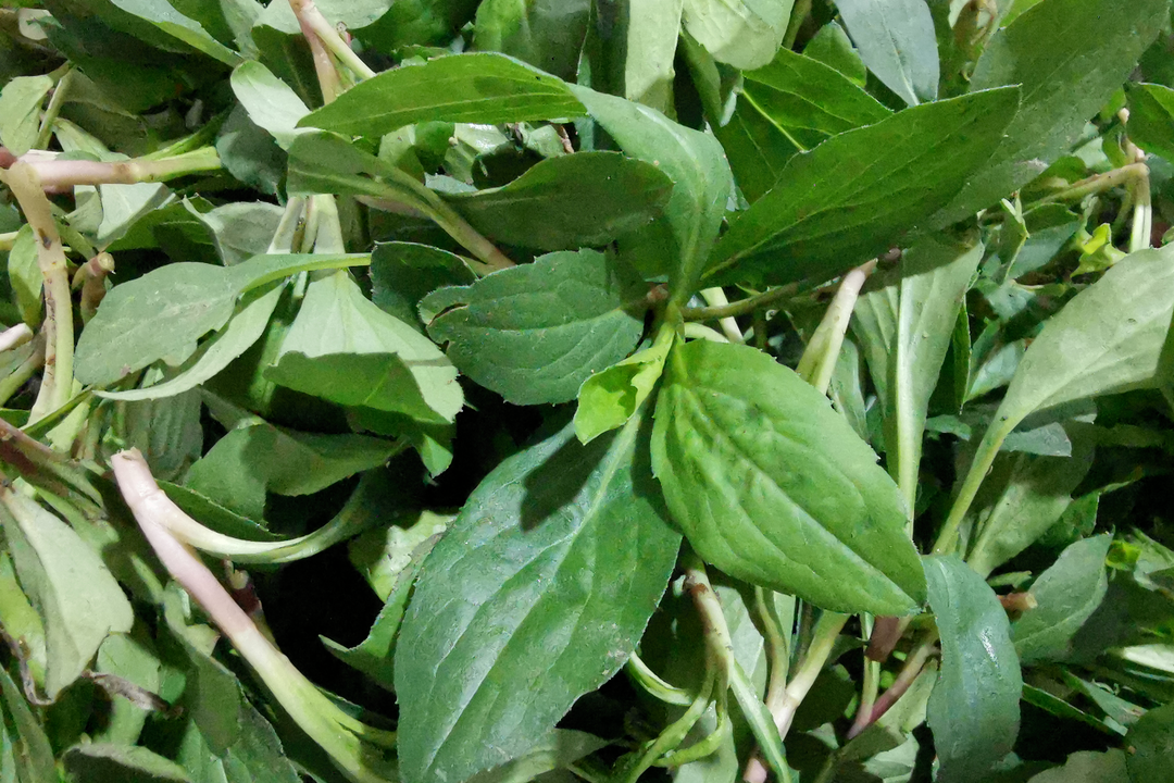 野菜知春，一箸江南