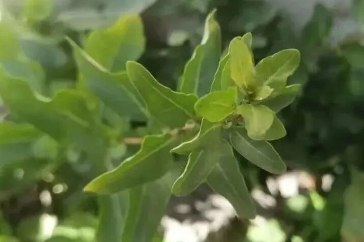 野菜知春，一箸江南