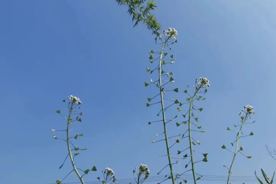 野菜知春，一箸江南