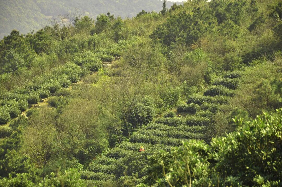 上岛赴一场春日寻茶之旅~