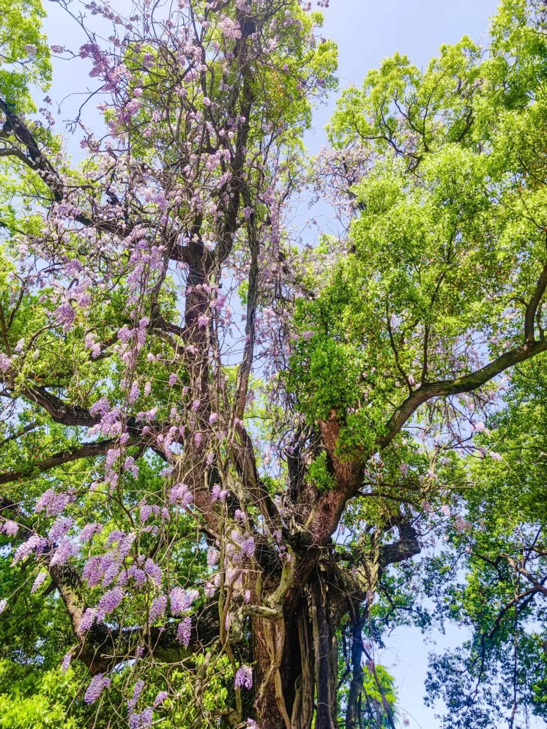 假期开启！在西山岛花式过春天~