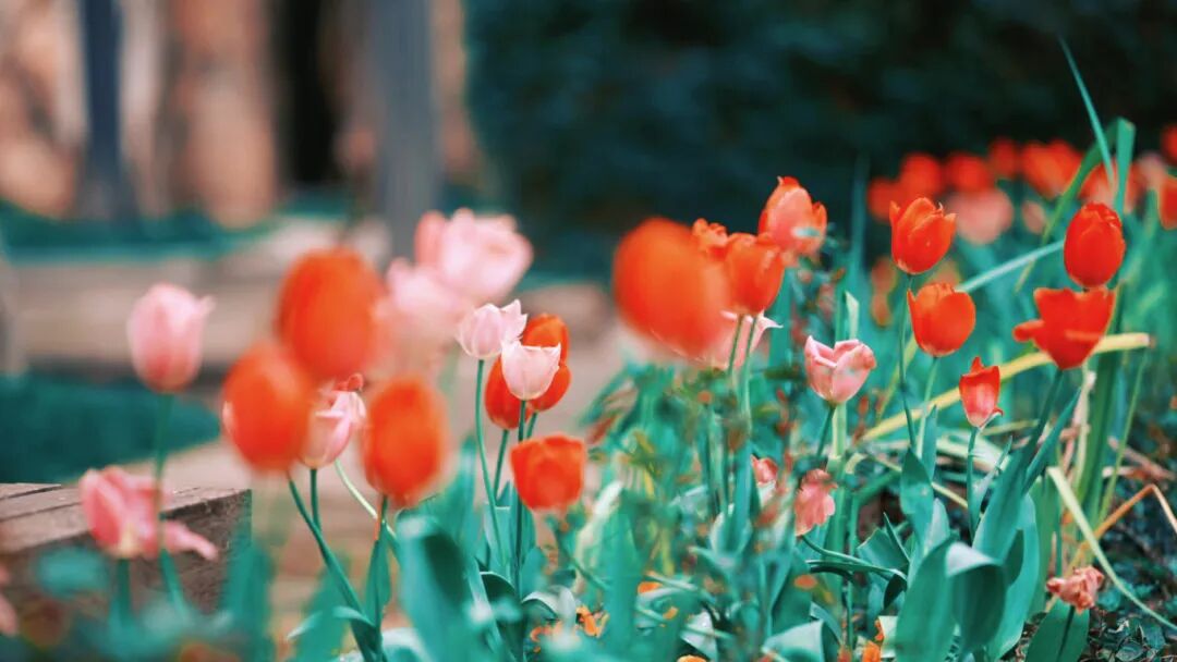 春假热闹开场！来光福，续精彩~