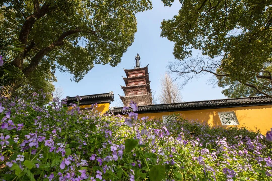 春假热闹开场！来光福，续精彩~