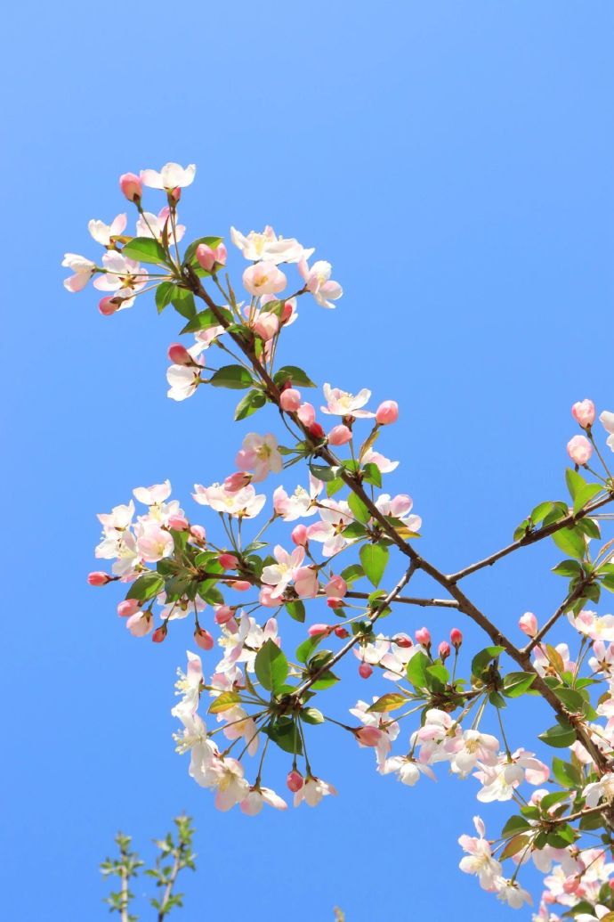 西山岛海棠花开了