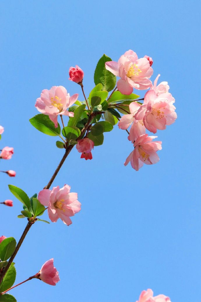 西山岛海棠花开了