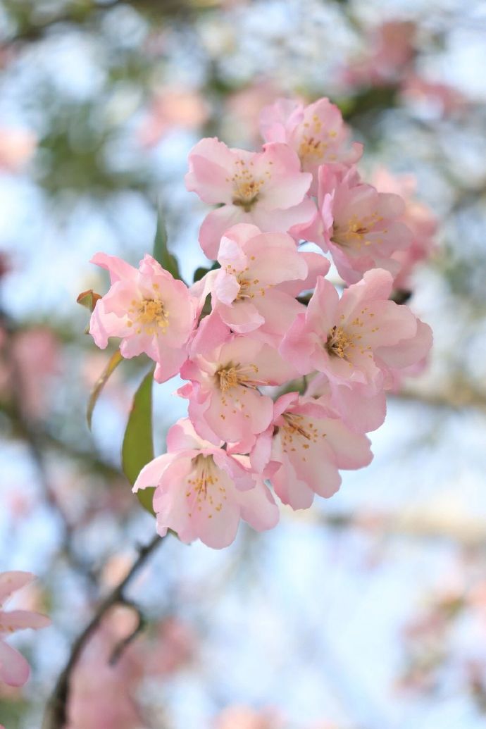 西山岛海棠花开了