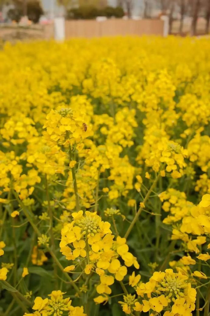 试营业啦！太湖新晋网红农场！