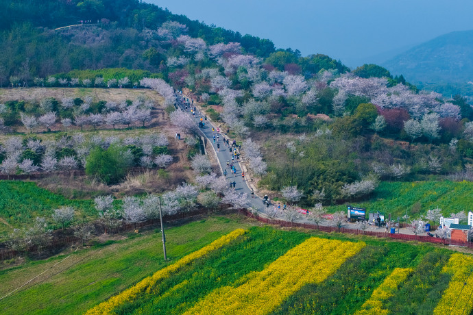 谁家赛道这么好看！光福樱花越野跑完美收官！
