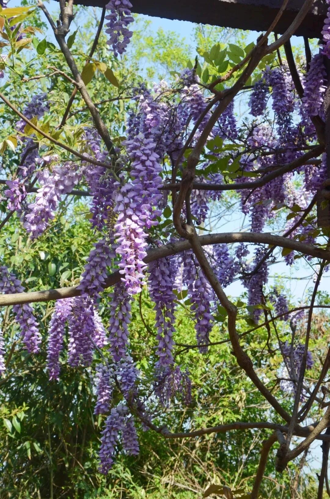 紫色风铃垂枝头，小花铺满地