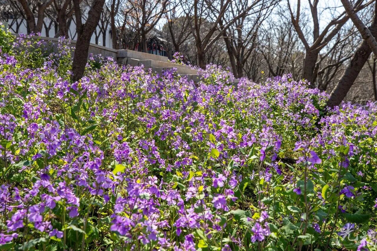 紫色风铃垂枝头，小花铺满地