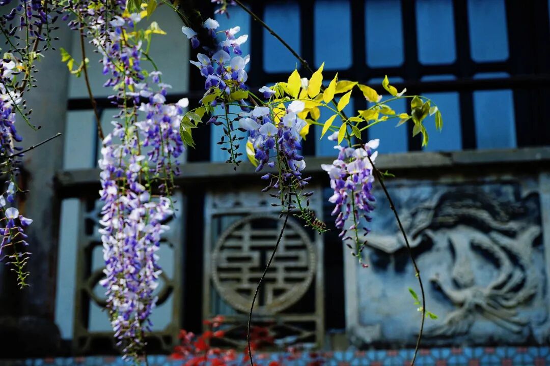 吴中紫藤地图：花下迷路，也愿意