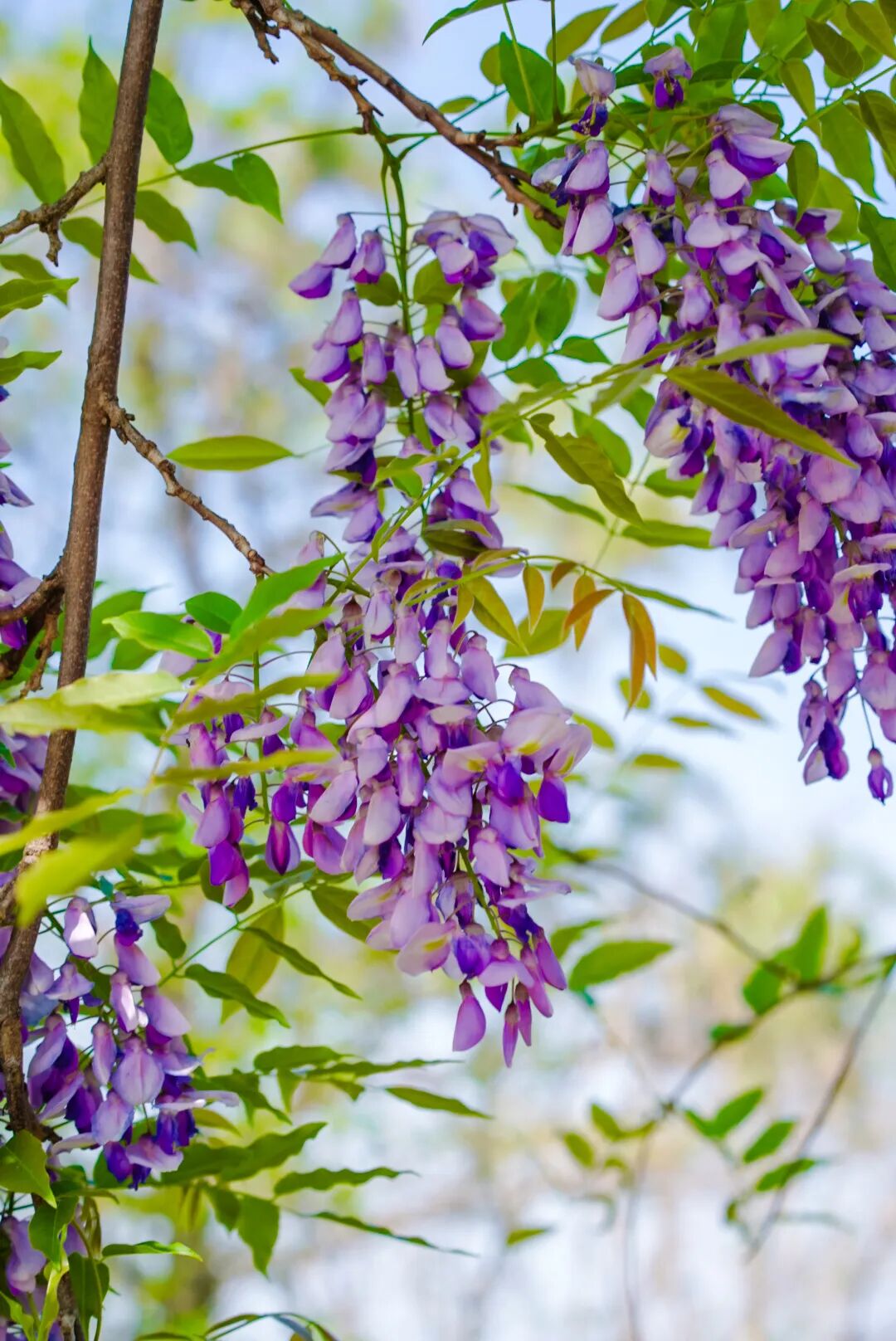 吴中紫藤地图：花下迷路，也愿意