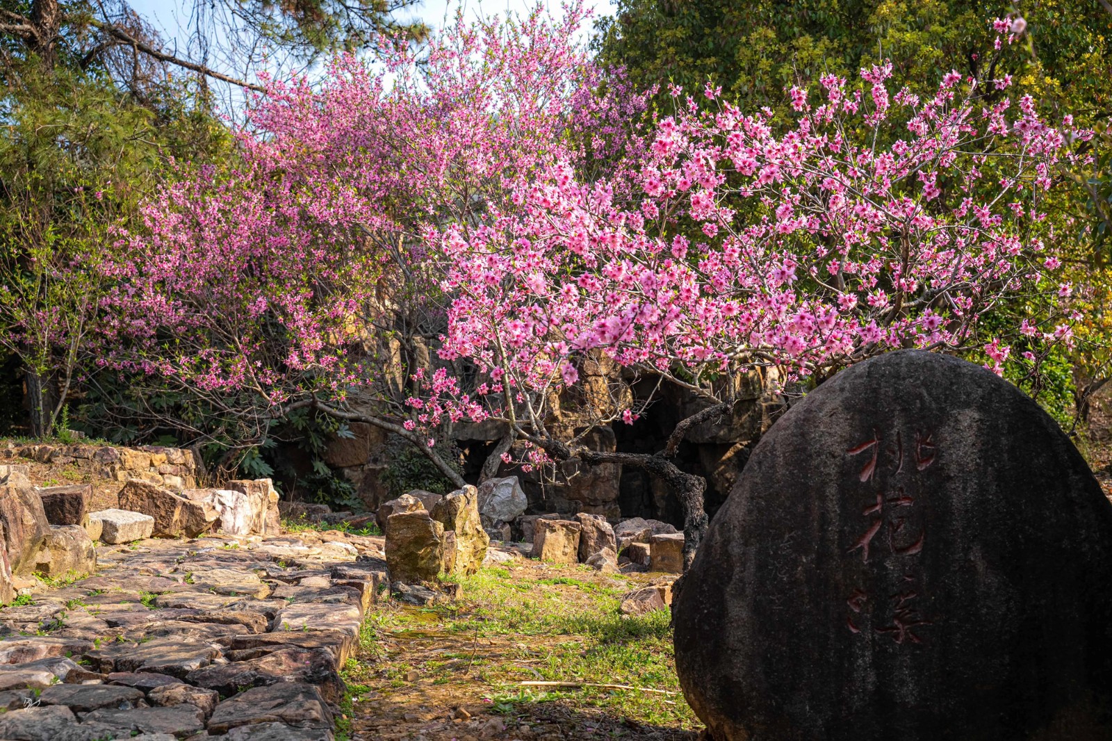 桃花灼灼，海棠未眠