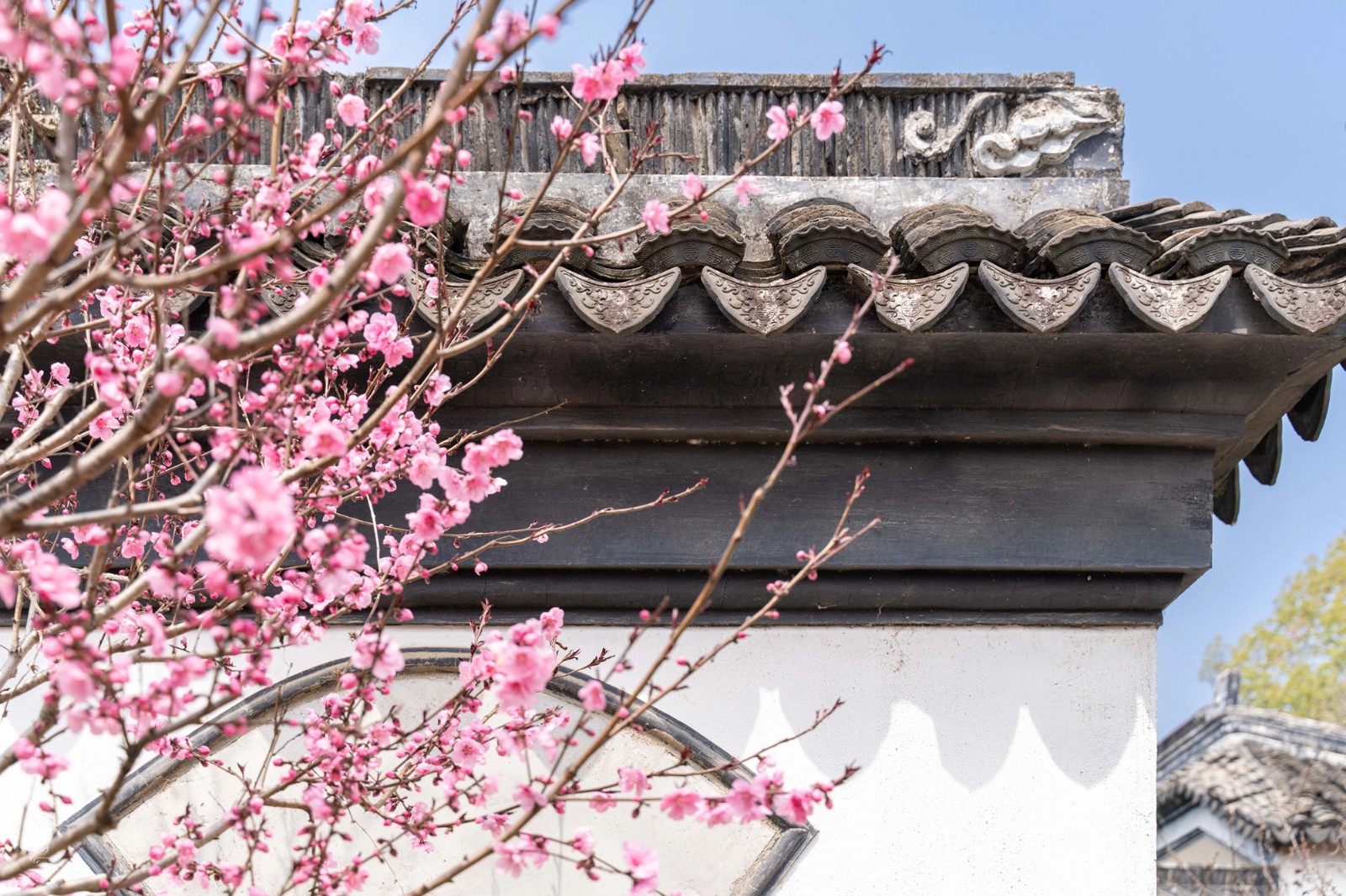 桃花灼灼，海棠未眠