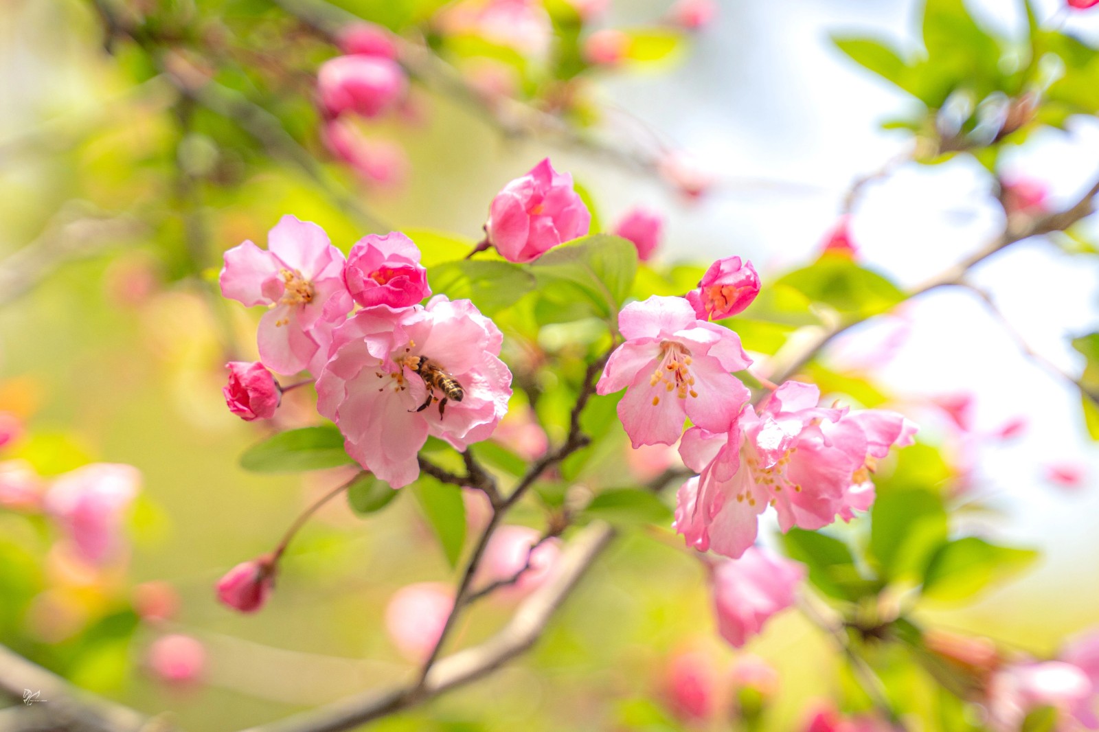 桃花灼灼，海棠未眠