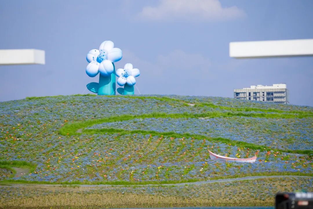 开园啦！吴中又一绝美花海~