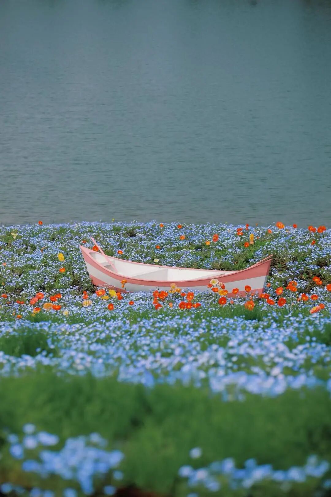 开园啦！吴中又一绝美花海~