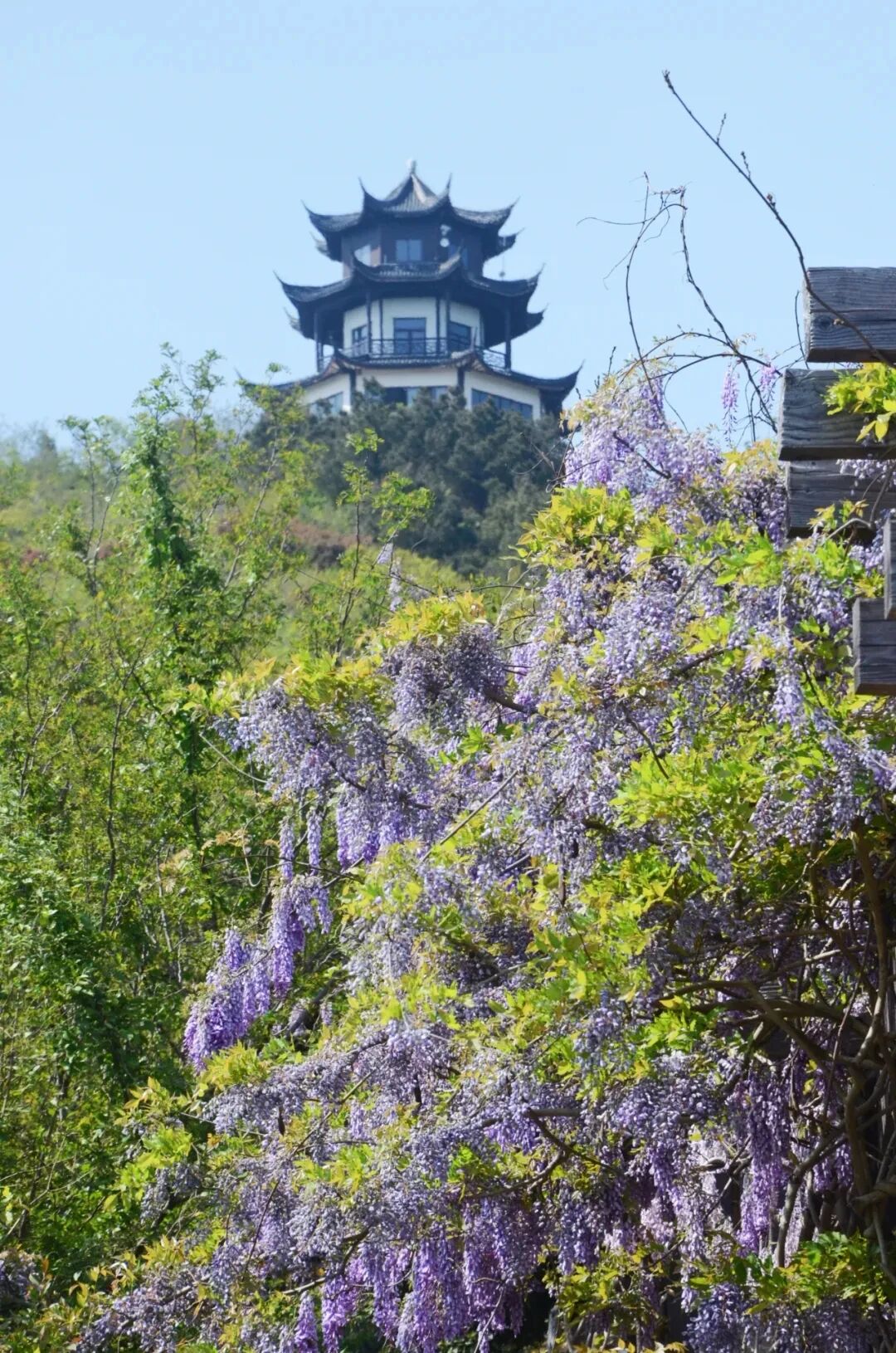 缥缈峰紫藤花开正艳~