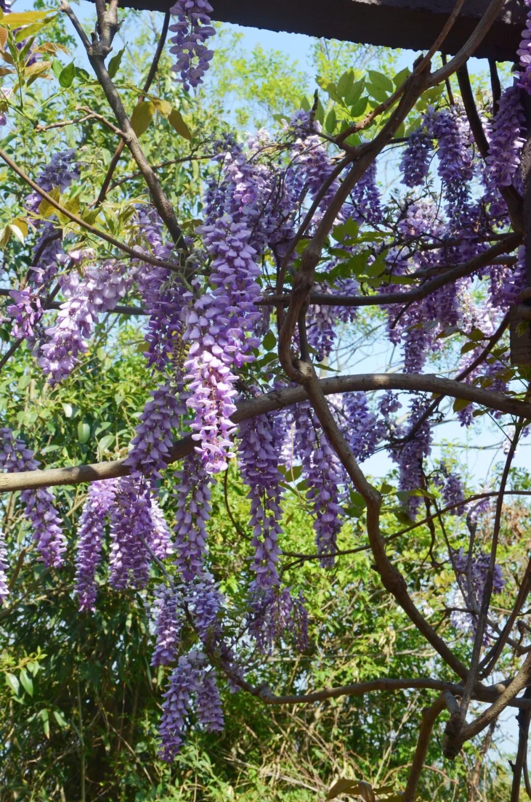 缥缈峰紫藤花开正艳~