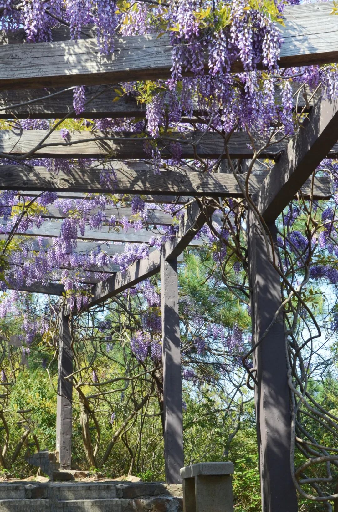 缥缈峰紫藤花开正艳~