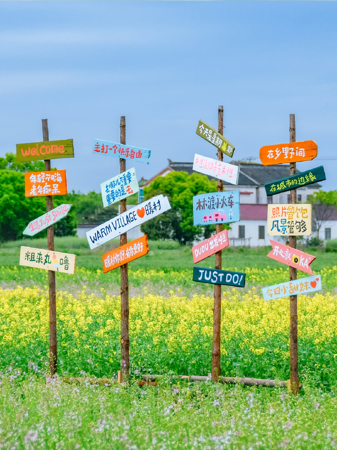 来暖村邂逅彩色油菜花田！