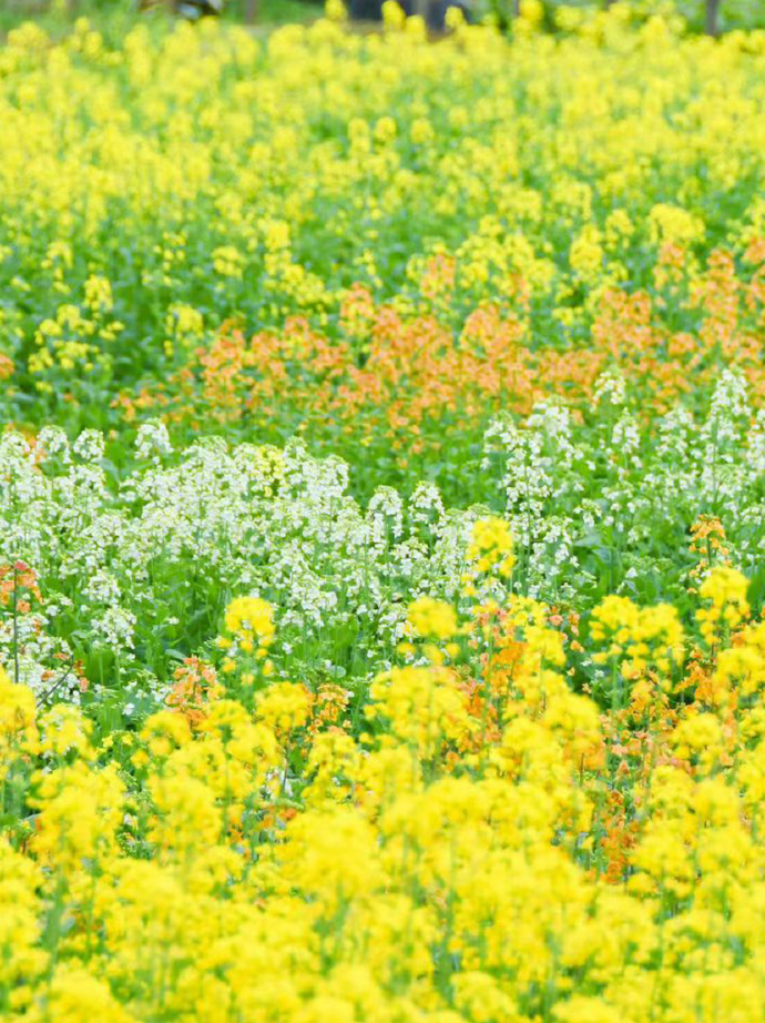 来暖村邂逅彩色油菜花田！
