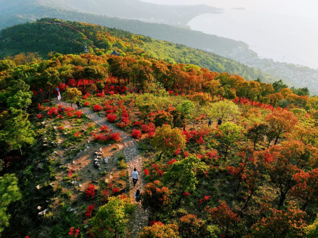 漫山杜鹃开，跟着地图出发啦~