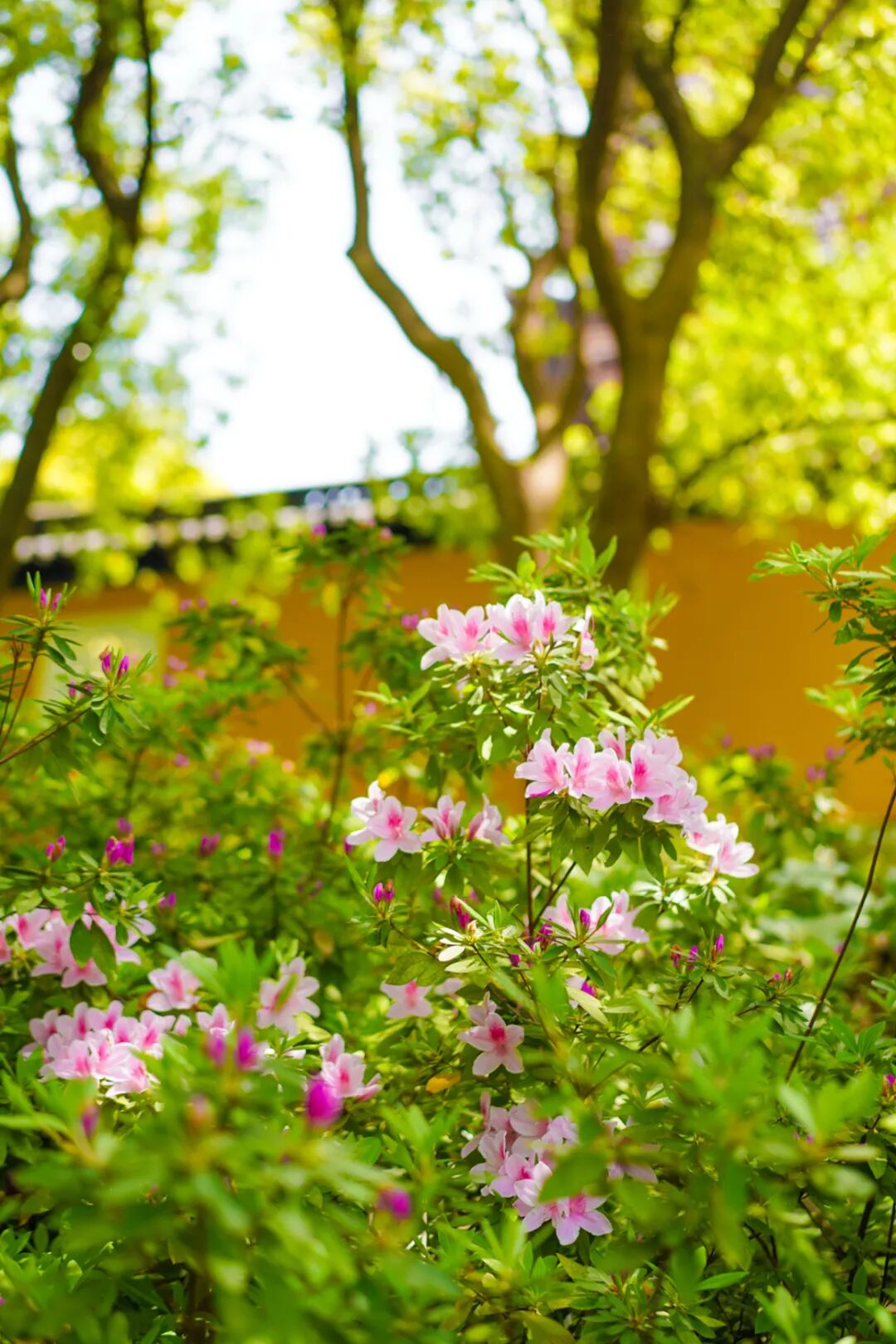 漫山杜鹃开，跟着地图出发啦~