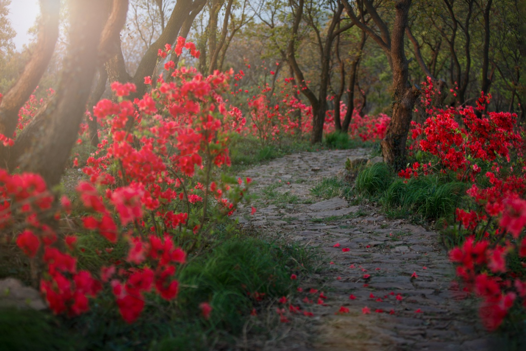 漫山杜鹃开，跟着地图出发啦~