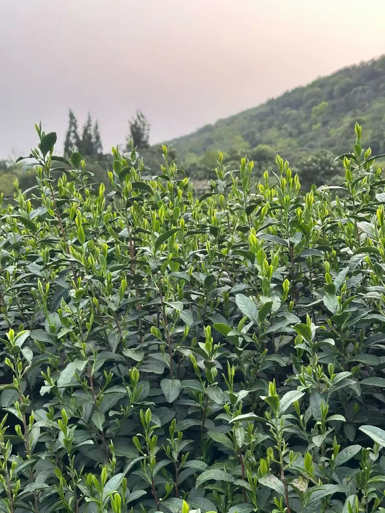 炒青大量上市！趁新鲜，喝起~