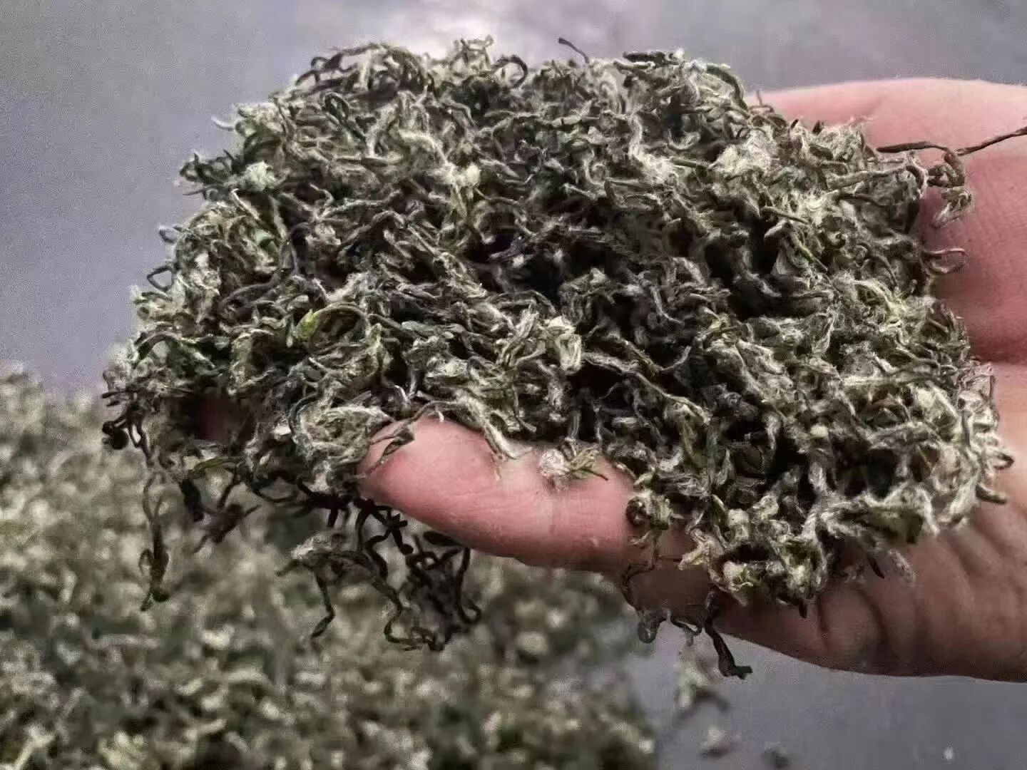 炒青大量上市！趁新鲜，喝起~