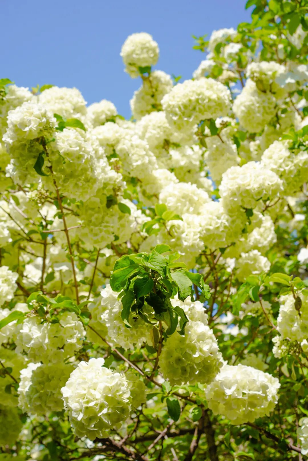 跟着地图去追花！吴中小众花事全收录