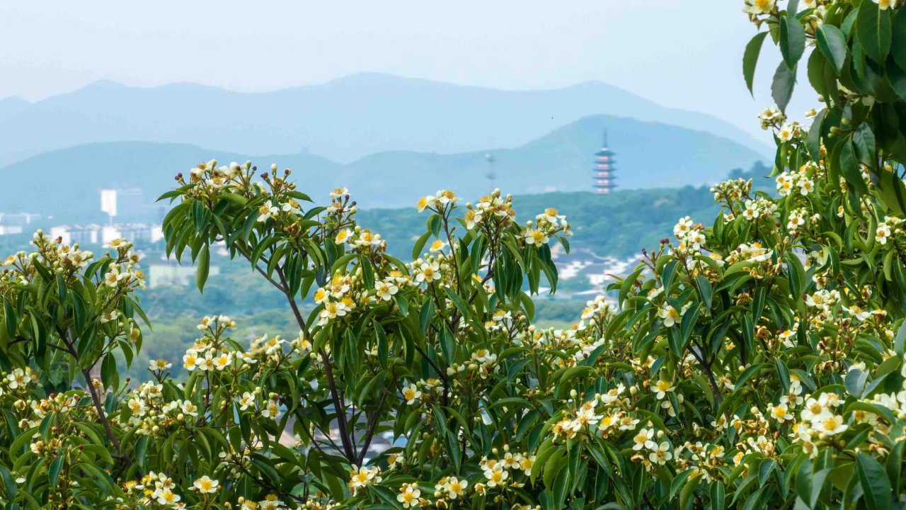 跟着地图去追花！吴中小众花事全收录